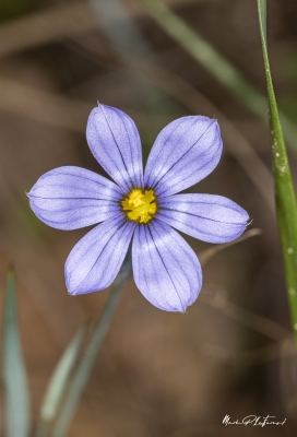 Blue Eyed Grass